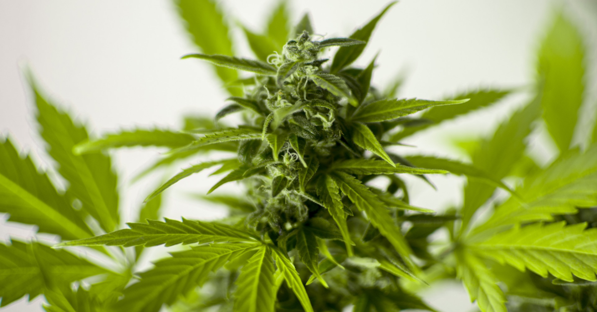 Do you use Cannabis as medicine? PHILTER wants to help you shake off the stigma!