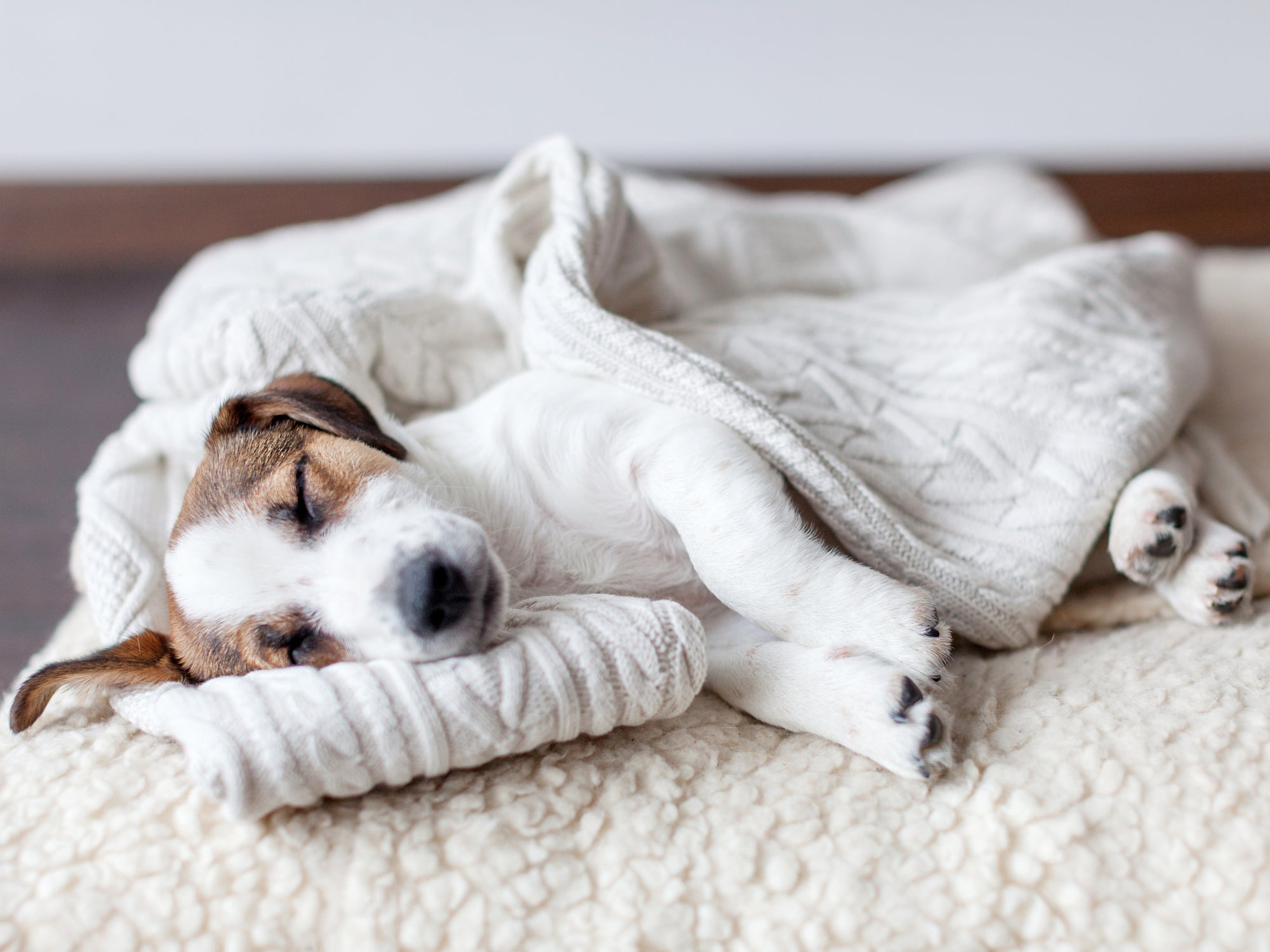 FDA Study Shows Secondhand (and Third-hand) Smoke May Be Making Your Pet Sick